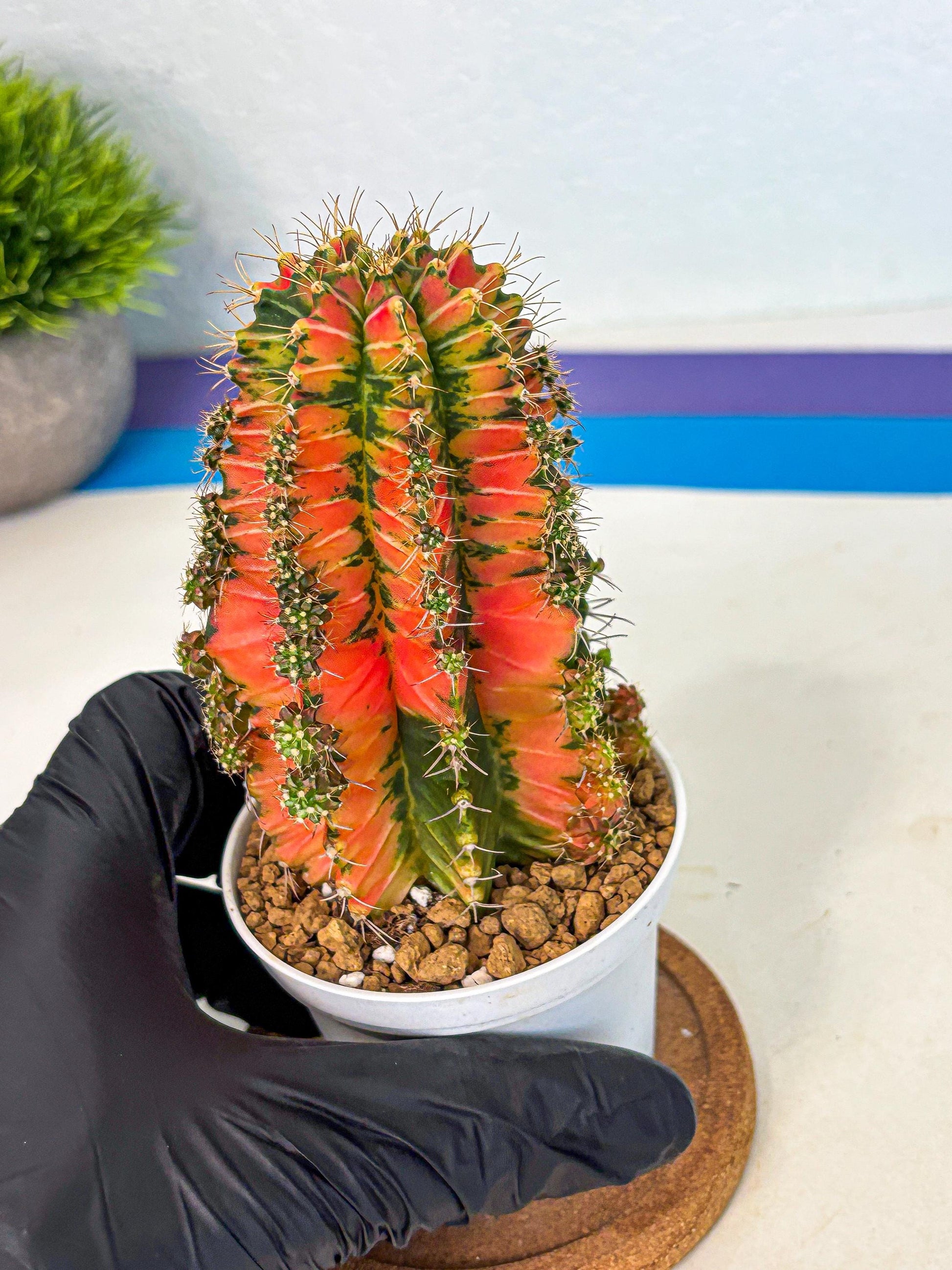 Gymnocalycium Ladybug (gy6) (b1) | Special Hybrid cactus