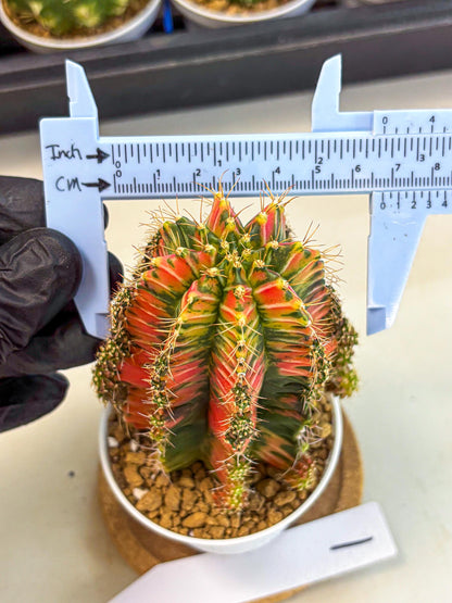 Gymnocalycium Ladybug (gy6) (b1) | Special Hybrid cactus