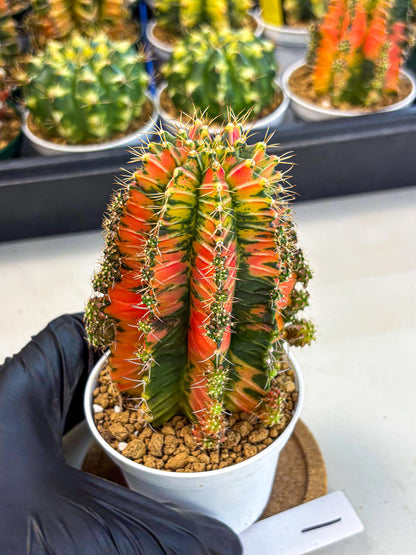 Gymnocalycium Ladybug (gy6) (b1) | Special Hybrid cactus
