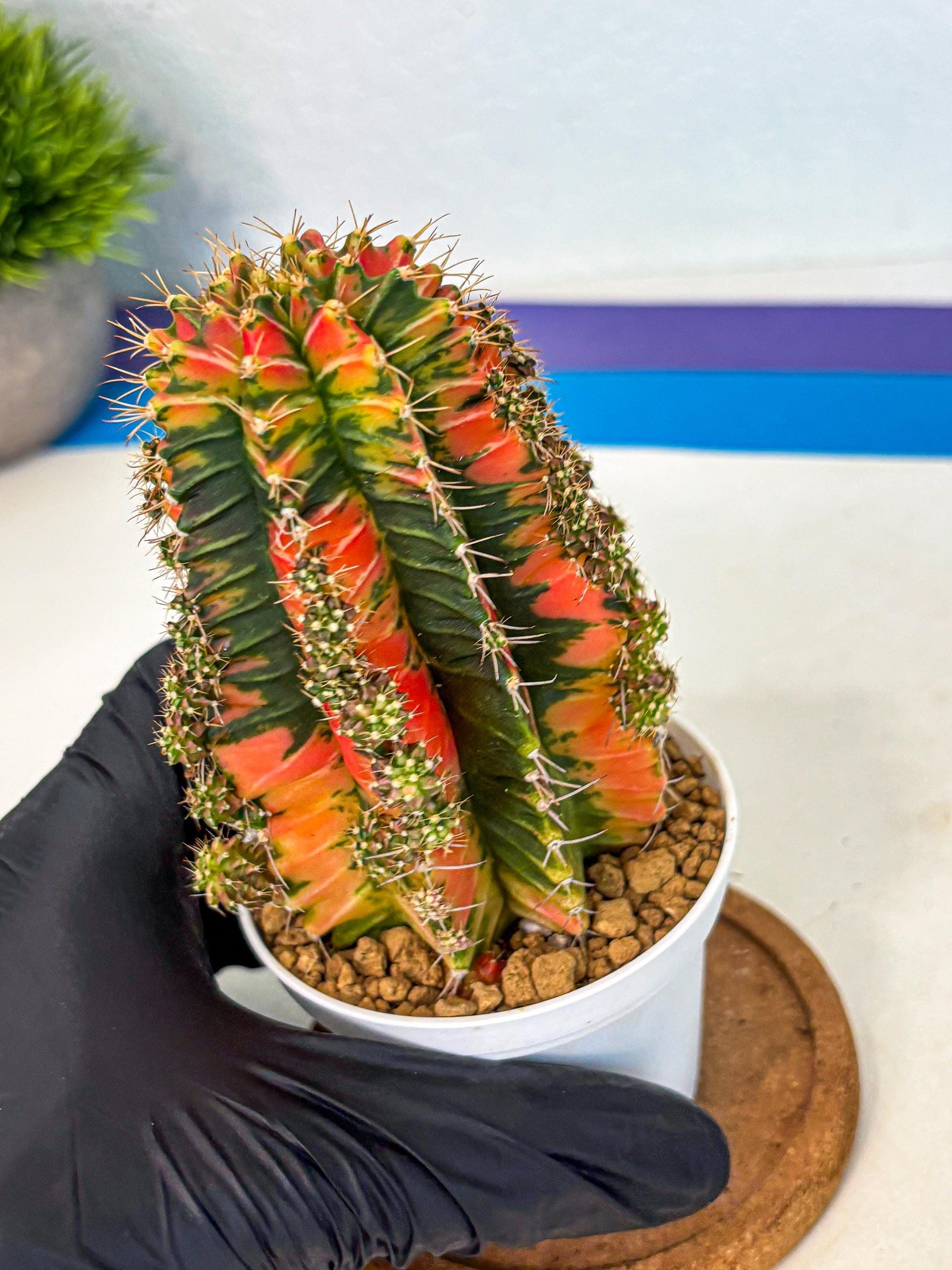 Gymnocalycium Ladybug (gy6) (b1) | Special Hybrid cactus