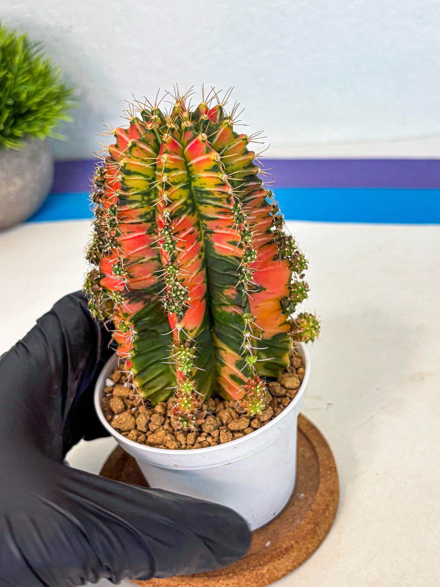 Gymnocalycium Ladybug (gy6) (b1) | Special Hybrid cactus