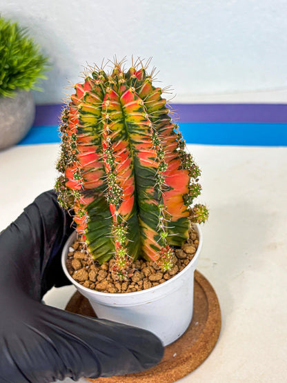 Gymnocalycium Ladybug (gy6) (b1) | Special Hybrid cactus