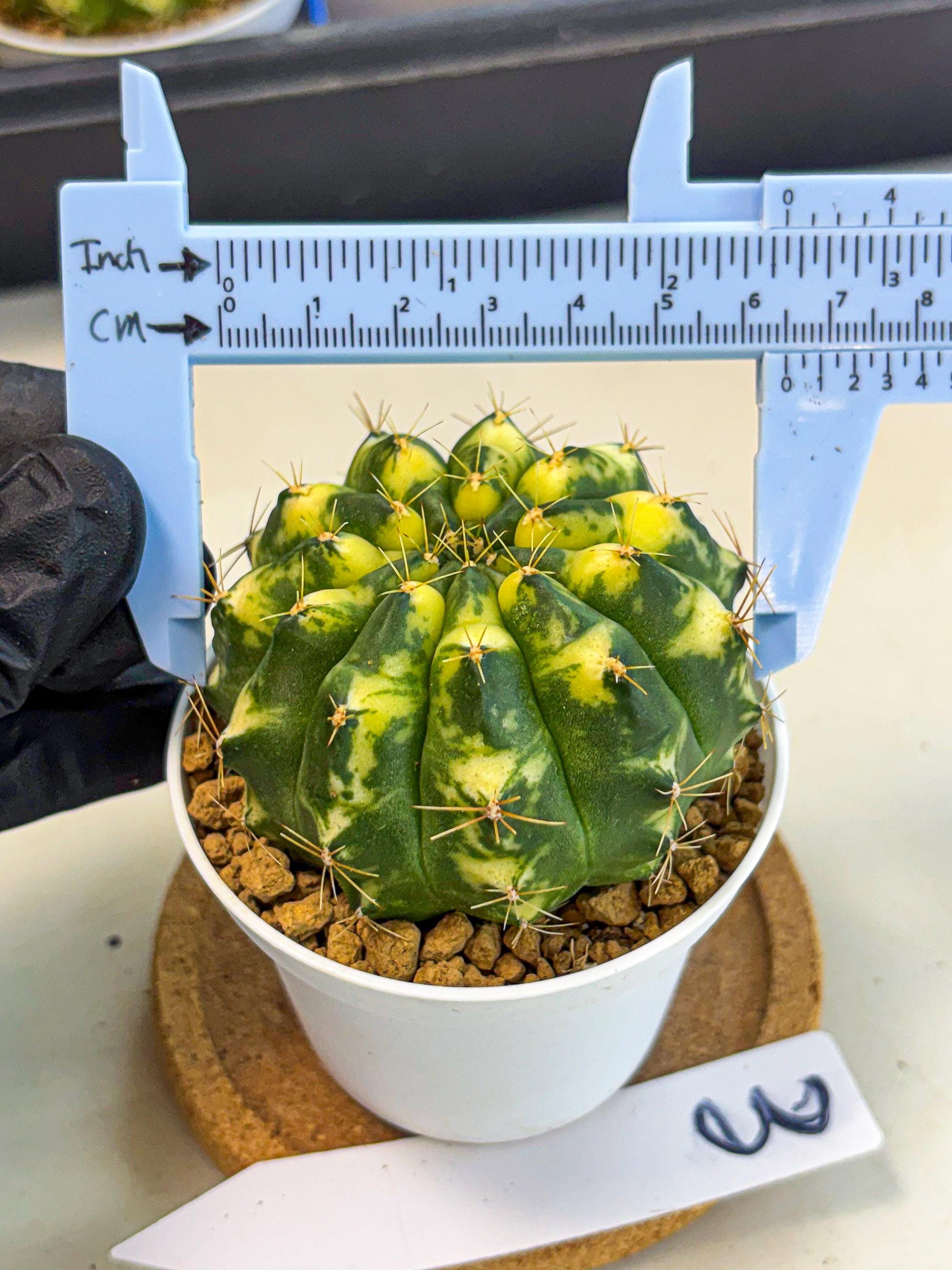 Gymnocalycium Cat Eye (gy6) (b3) | Special Hybrid cactus