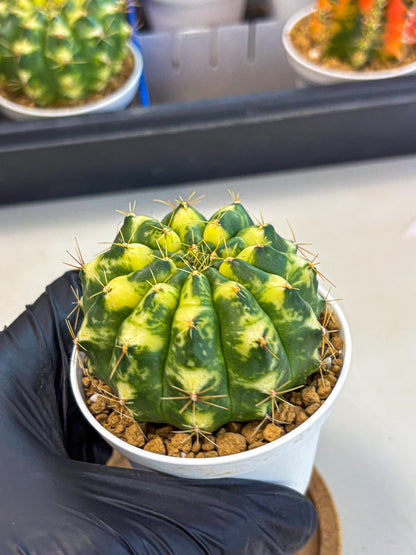 Gymnocalycium Cat Eye (gy6) (b3) | Special Hybrid cactus