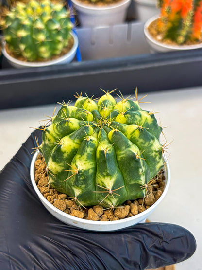 Gymnocalycium Cat Eye (gy6) (b3) | Special Hybrid cactus