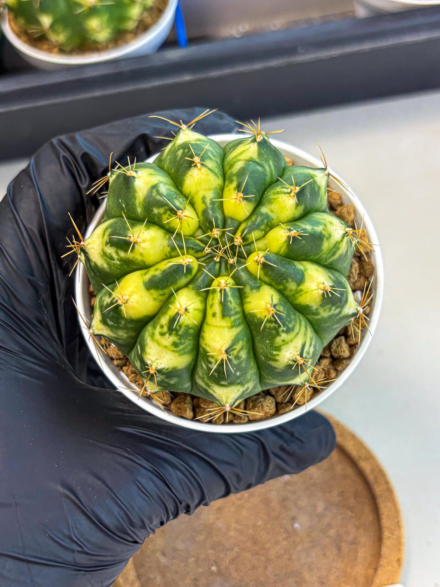 Gymnocalycium Cat Eye (gy6) (b3) | Special Hybrid cactus