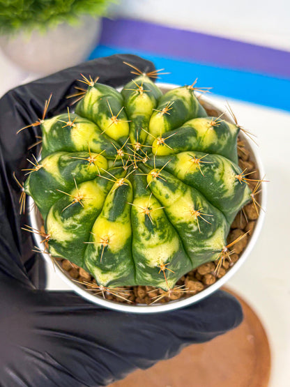 Gymnocalycium Cat Eye (gy6) (b3) | Special Hybrid cactus