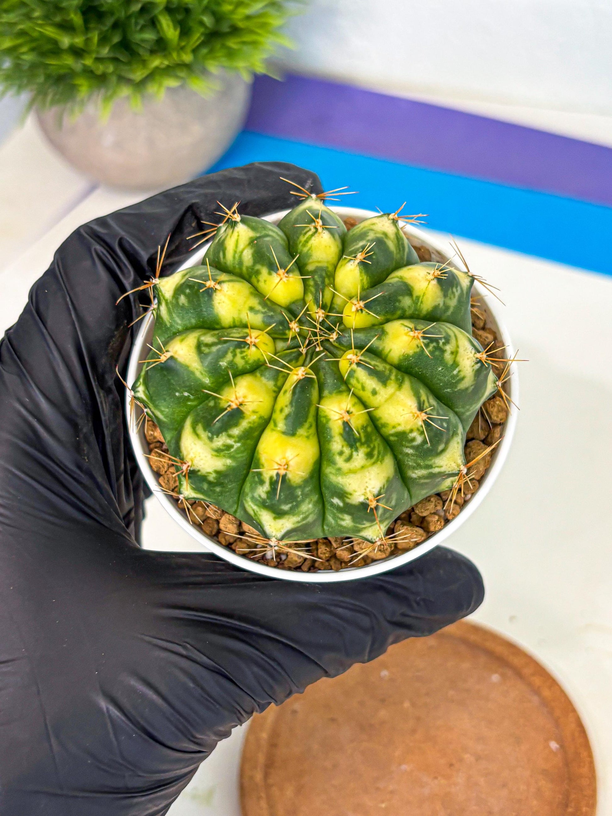 Gymnocalycium Cat Eye (gy6) (b3) | Special Hybrid cactus