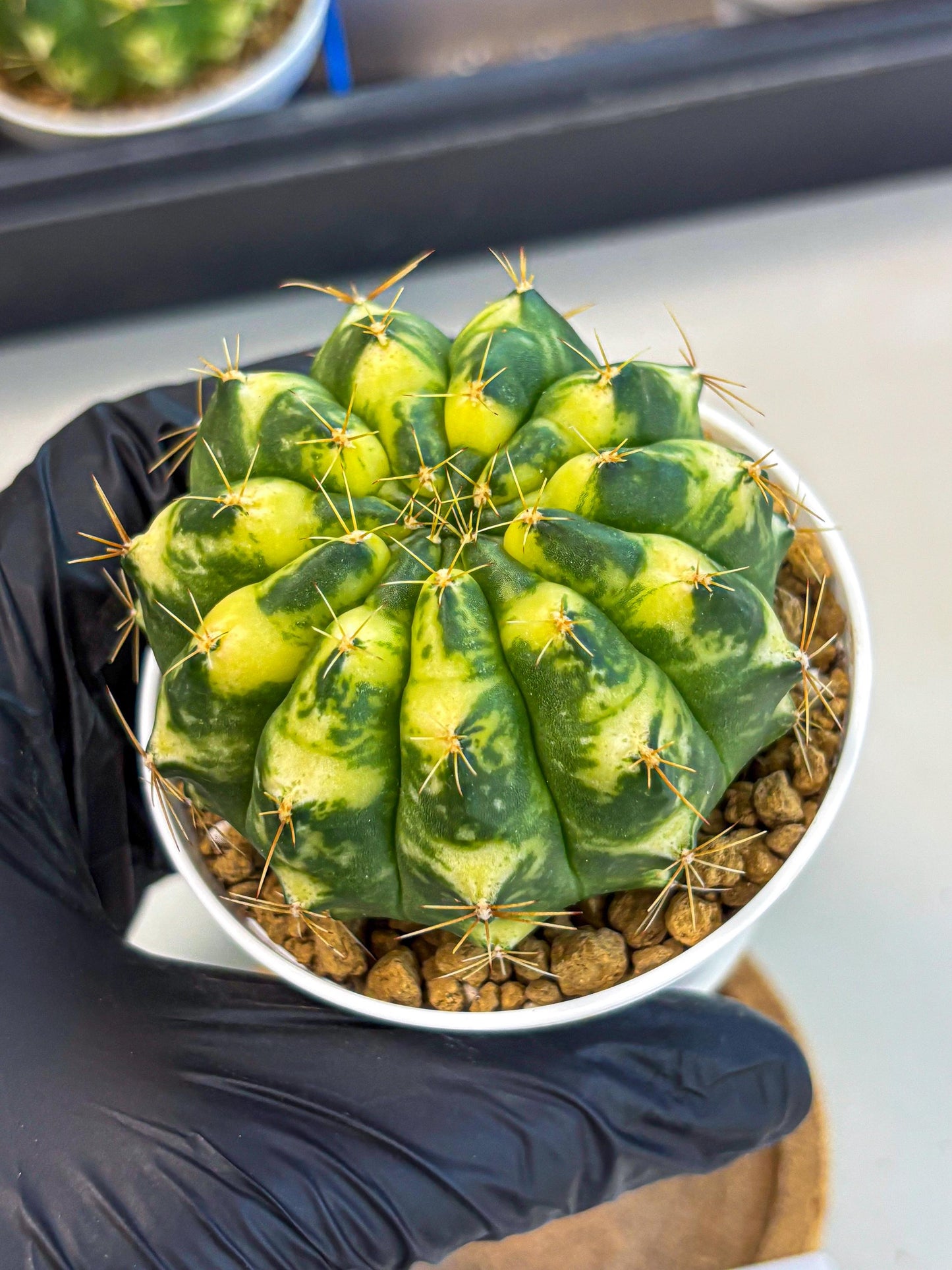 Gymnocalycium Cat Eye (gy6) (b3) | Special Hybrid cactus