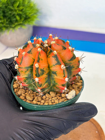 Gymnocalycium Honey Orange (gy6) (b5) | Rare Hybrid cactus