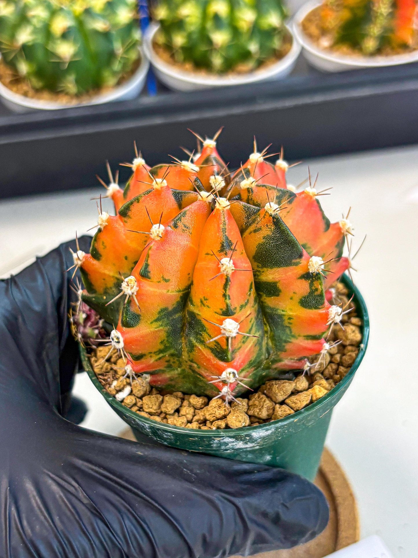 Gymnocalycium Honey Orange (gy6) (b5) | Rare Hybrid cactus