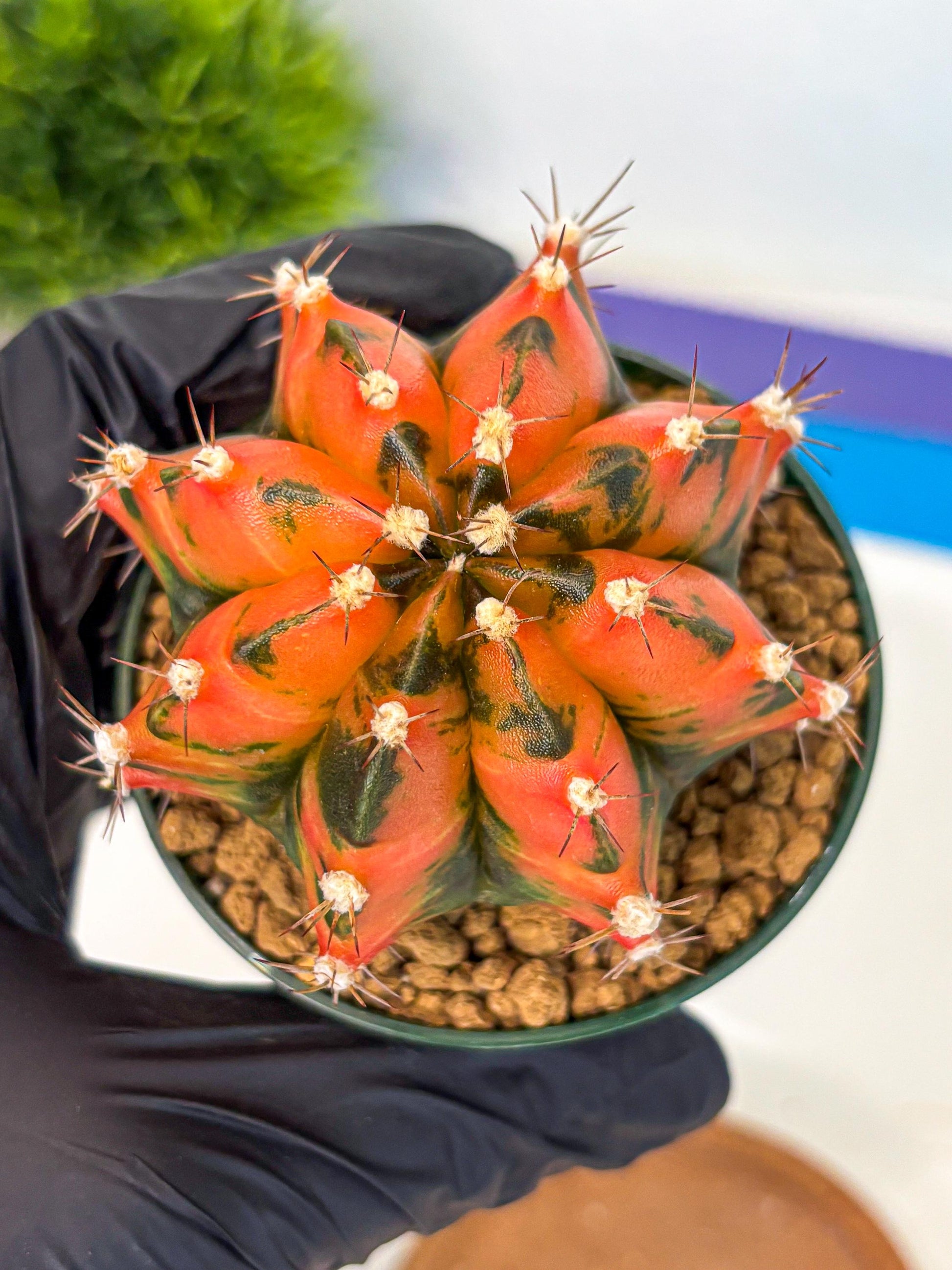 Gymnocalycium Honey Orange (gy6) (b5) | Rare Hybrid cactus