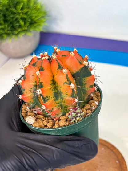 Gymnocalycium Honey Orange (gy6) (b5) | Rare Hybrid cactus
