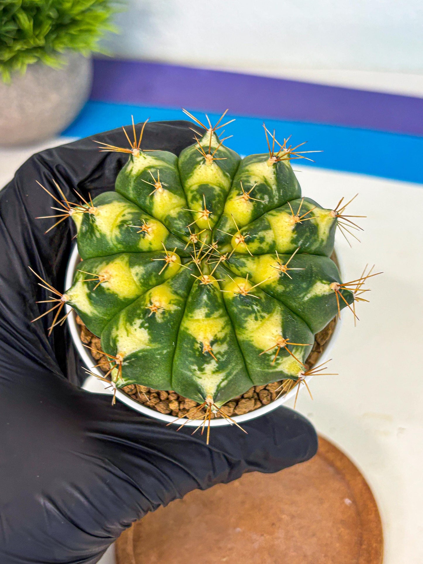 Gymnocalycium Cat Eye (gy6) (b4) | Special Hybrid cactus