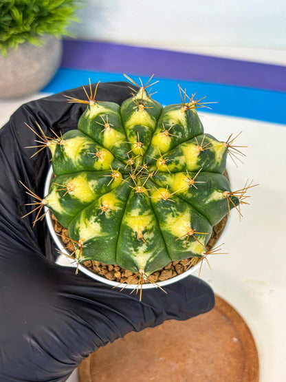 Gymnocalycium Cat Eye (gy6) (b4) | Special Hybrid cactus
