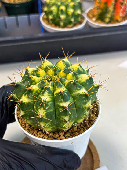 Gymnocalycium Cat Eye (gy6) (b4) | Special Hybrid cactus