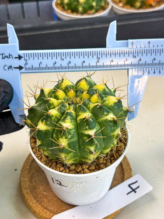 Gymnocalycium Cat Eye (gy6) (b4) | Special Hybrid cactus