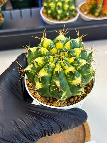 Gymnocalycium Cat Eye (gy6) (b4) | Special Hybrid cactus