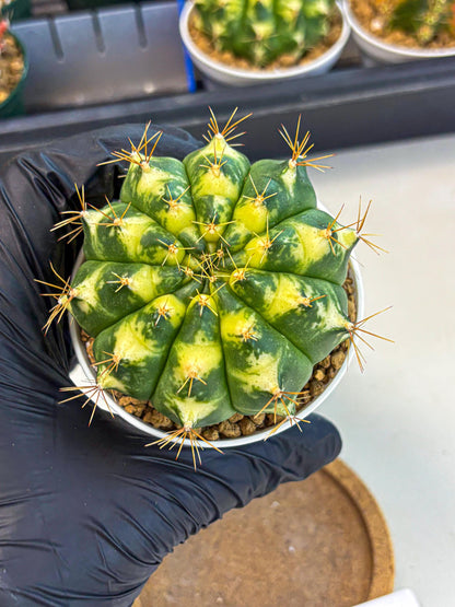 Gymnocalycium Cat Eye (gy6) (b4) | Special Hybrid cactus