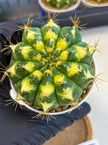 Gymnocalycium Cat Eye (gy6) (b4) | Special Hybrid cactus