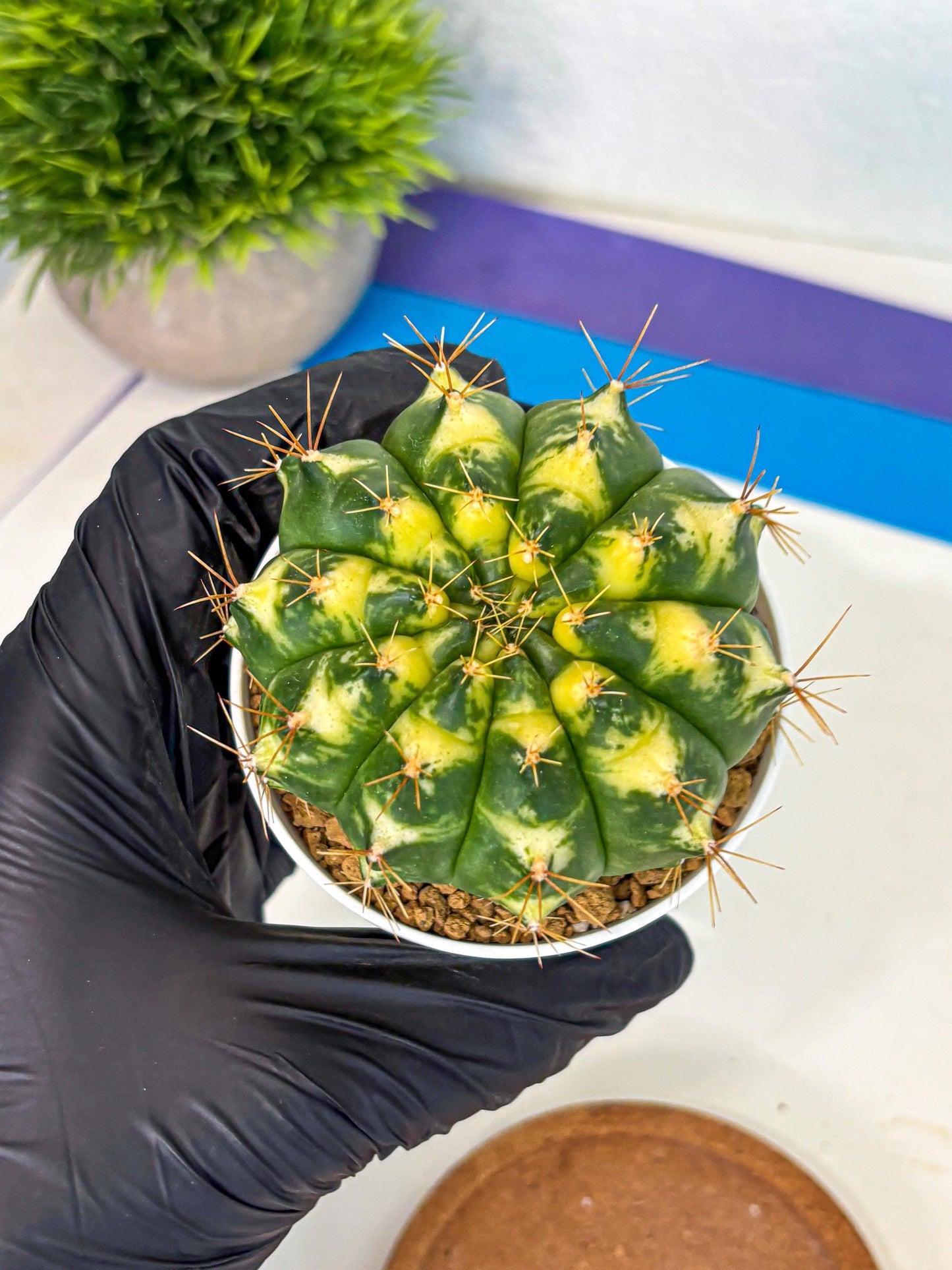 Gymnocalycium Cat Eye (gy6) (b4) | Special Hybrid cactus
