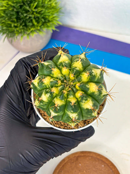 Gymnocalycium Cat Eye (gy6) (b4) | Special Hybrid cactus