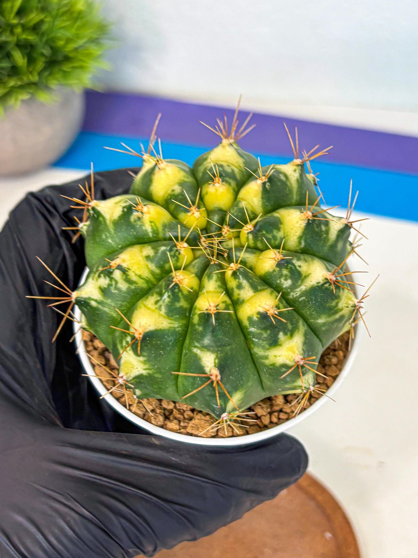 Gymnocalycium Cat Eye (gy6) (b4) | Special Hybrid cactus