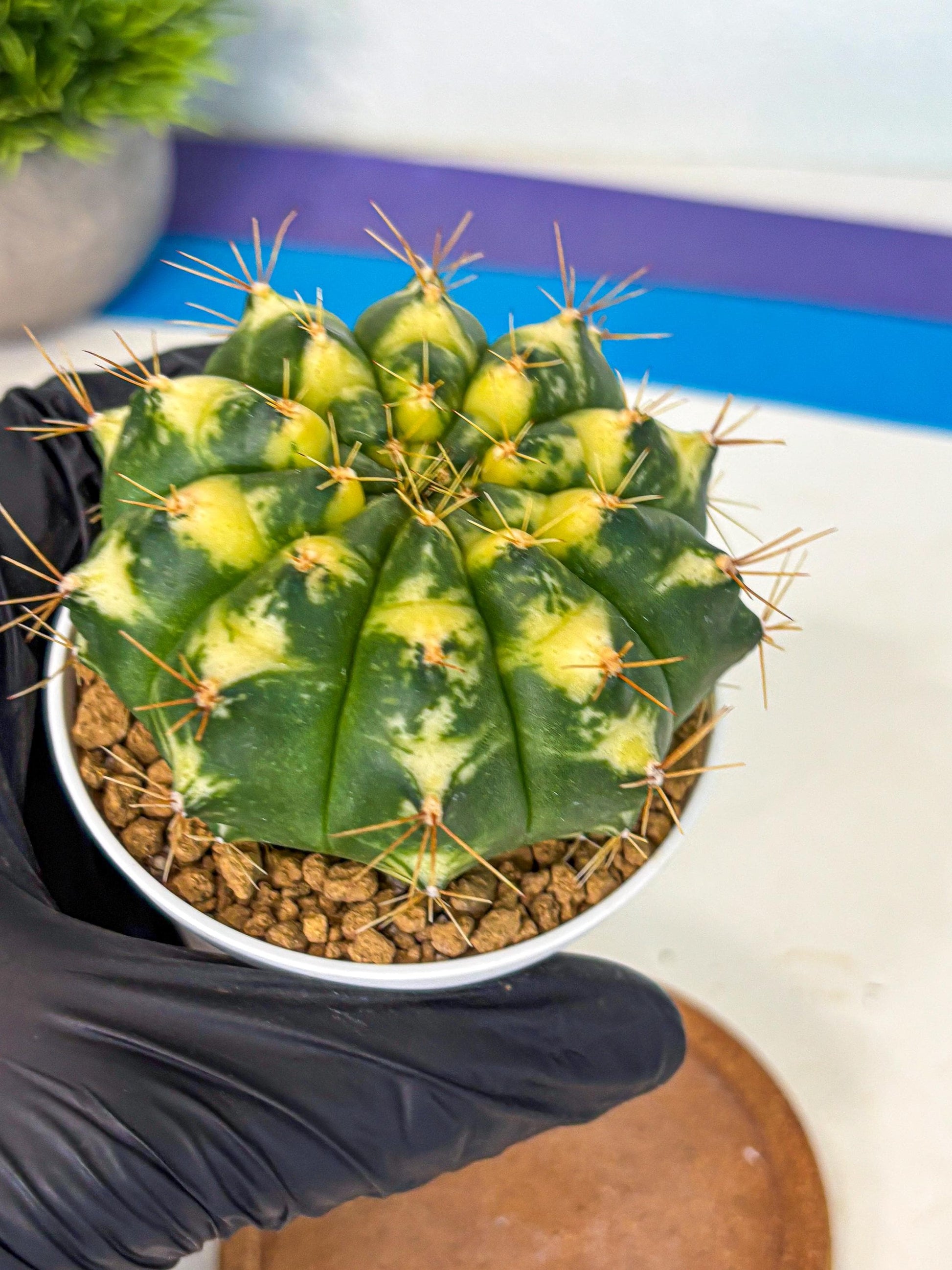 Gymnocalycium Cat Eye (gy6) (b4) | Special Hybrid cactus