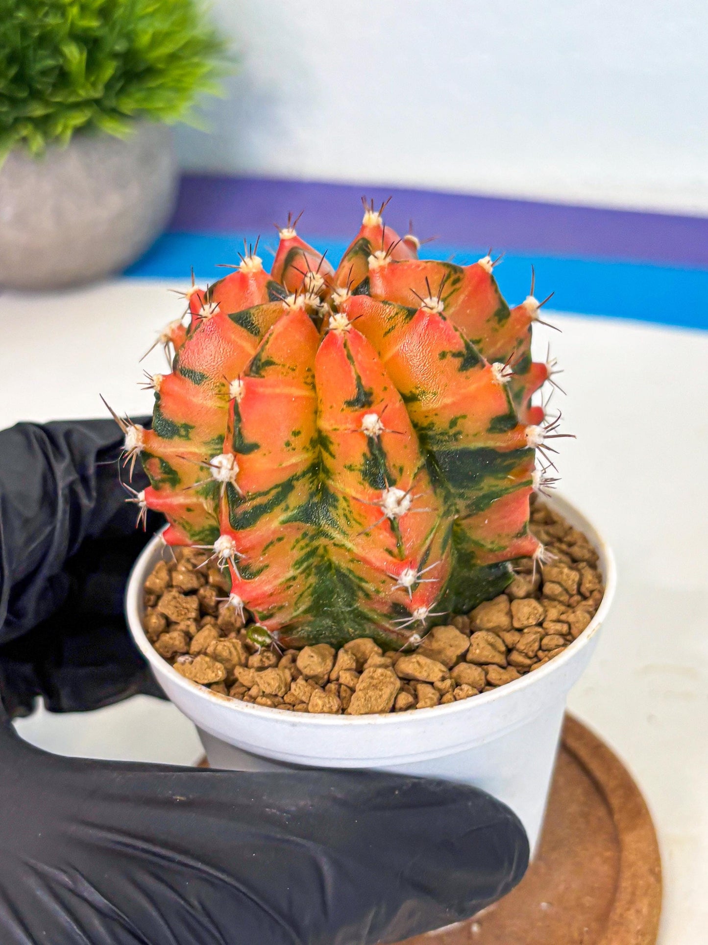 Gymnocalycium Honey Orange (gy6) (b6) | Rare Hybrid cactus