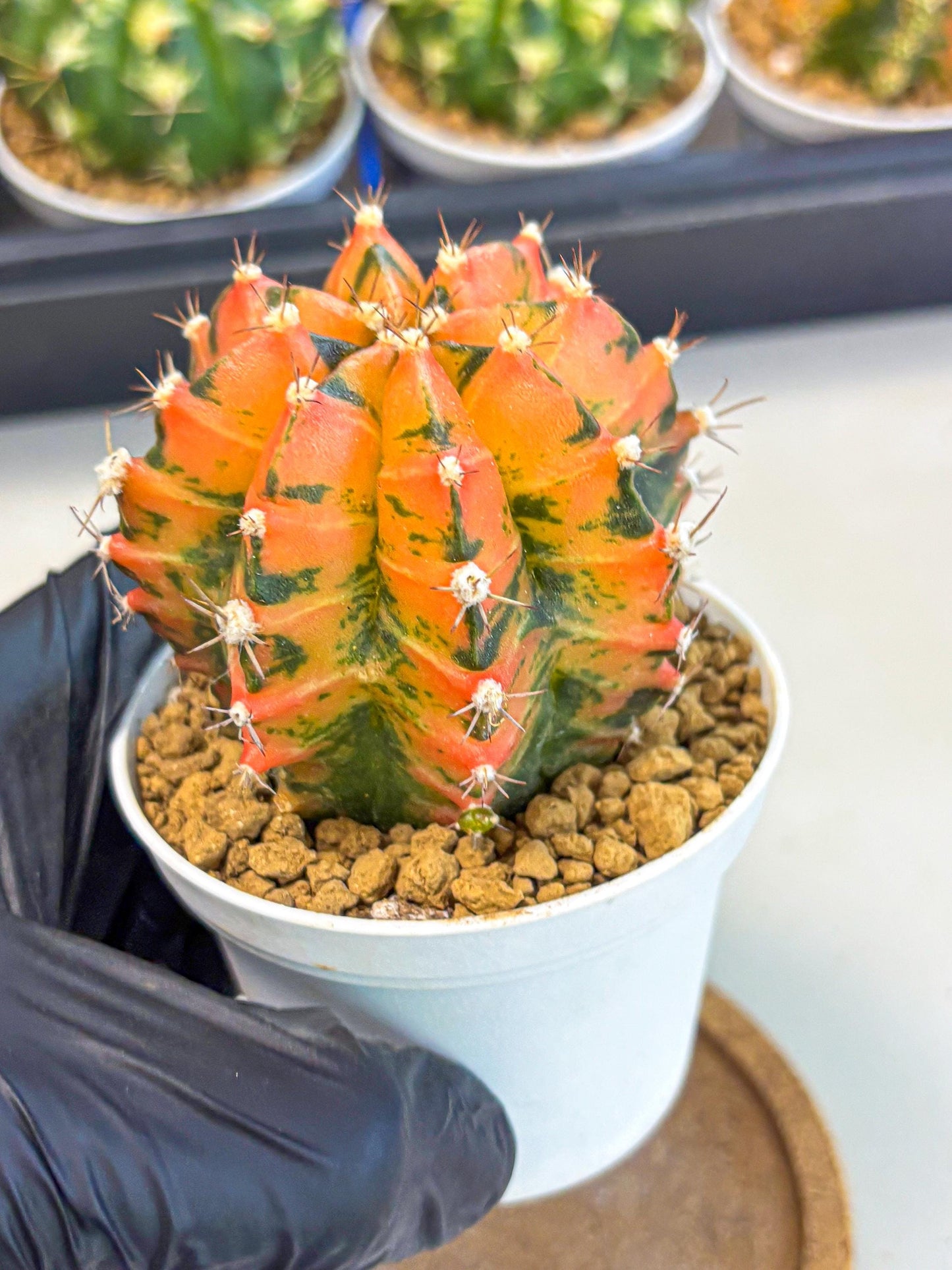 Gymnocalycium Honey Orange (gy6) (b6) | Rare Hybrid cactus