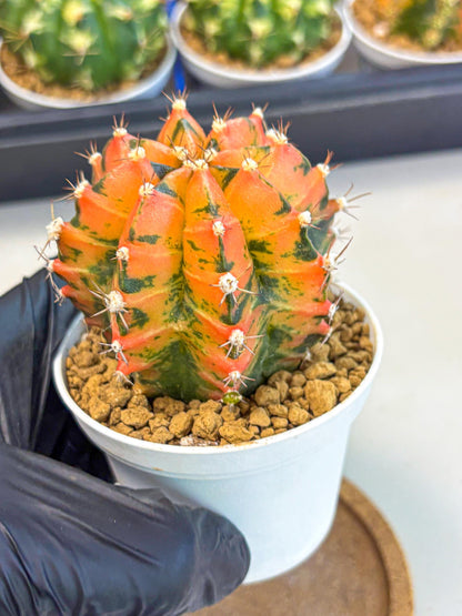 Gymnocalycium Honey Orange (gy6) (b6) | Rare Hybrid cactus