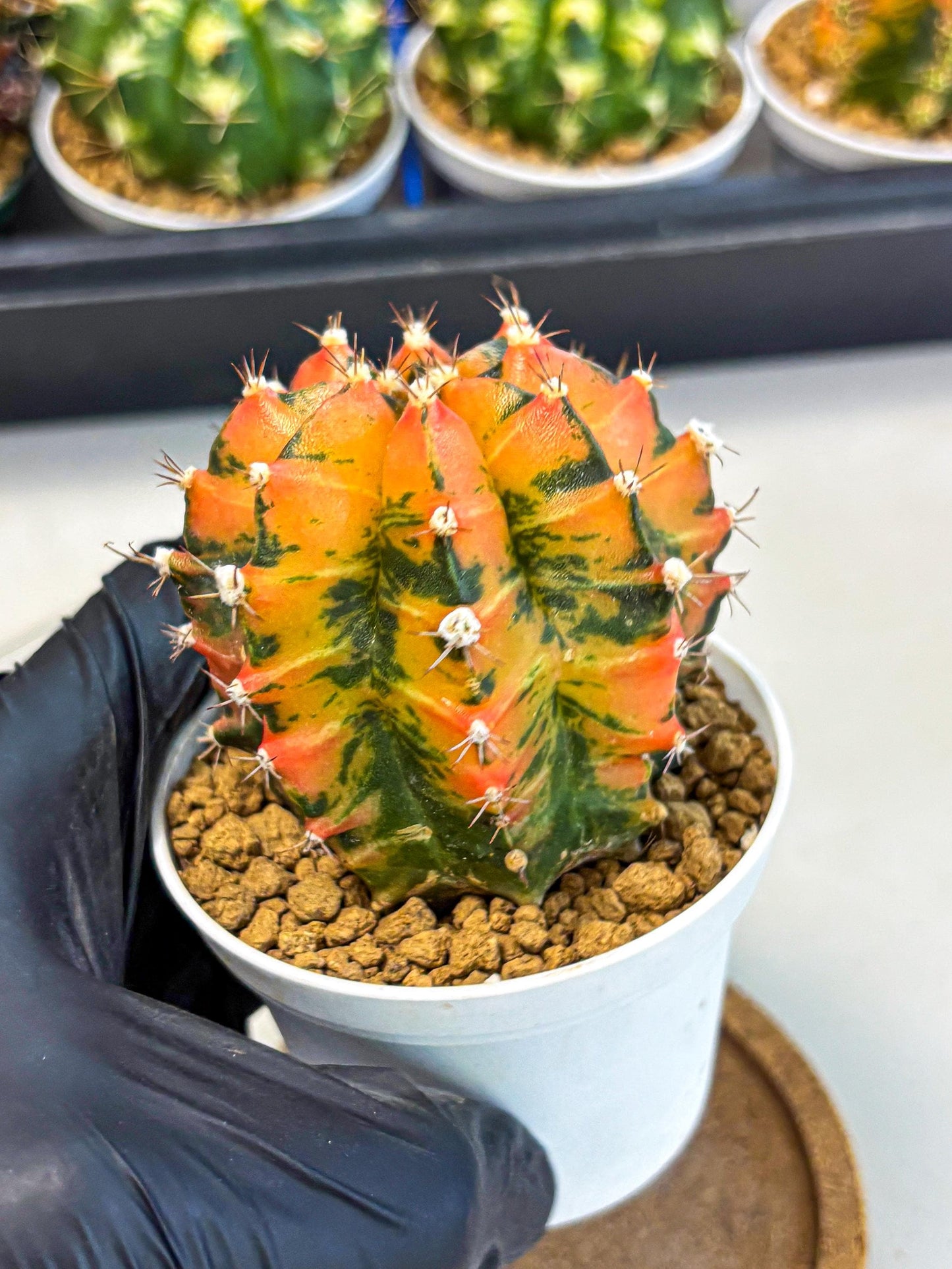 Gymnocalycium Honey Orange (gy6) (b6) | Rare Hybrid cactus