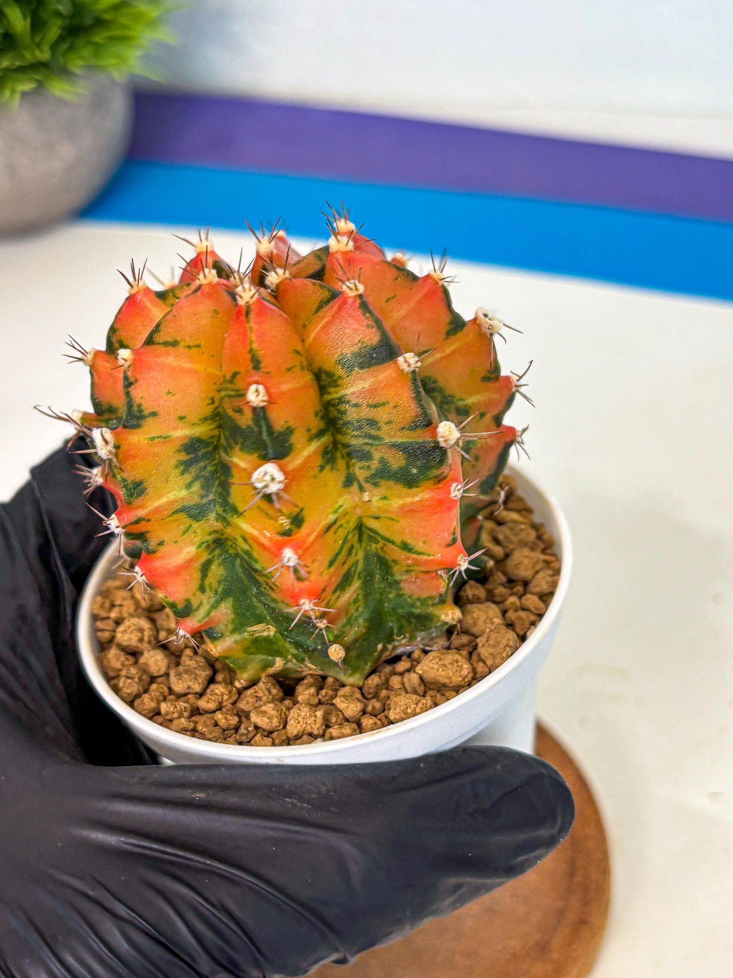 Gymnocalycium Honey Orange (gy6) (b6) | Rare Hybrid cactus