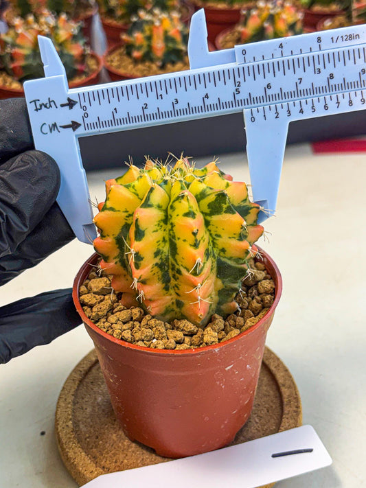 Gymnocalycium Starlight (gy7) (r1) | Rare Hybrid cactus