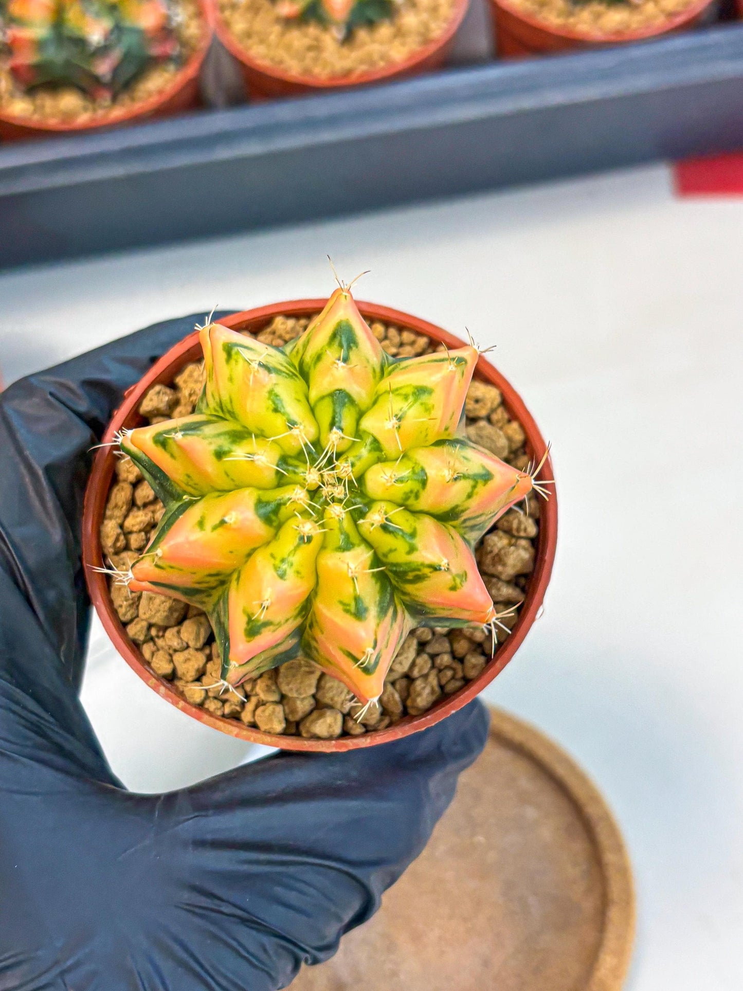 Gymnocalycium Starlight (gy7) (r1) | Rare Hybrid cactus
