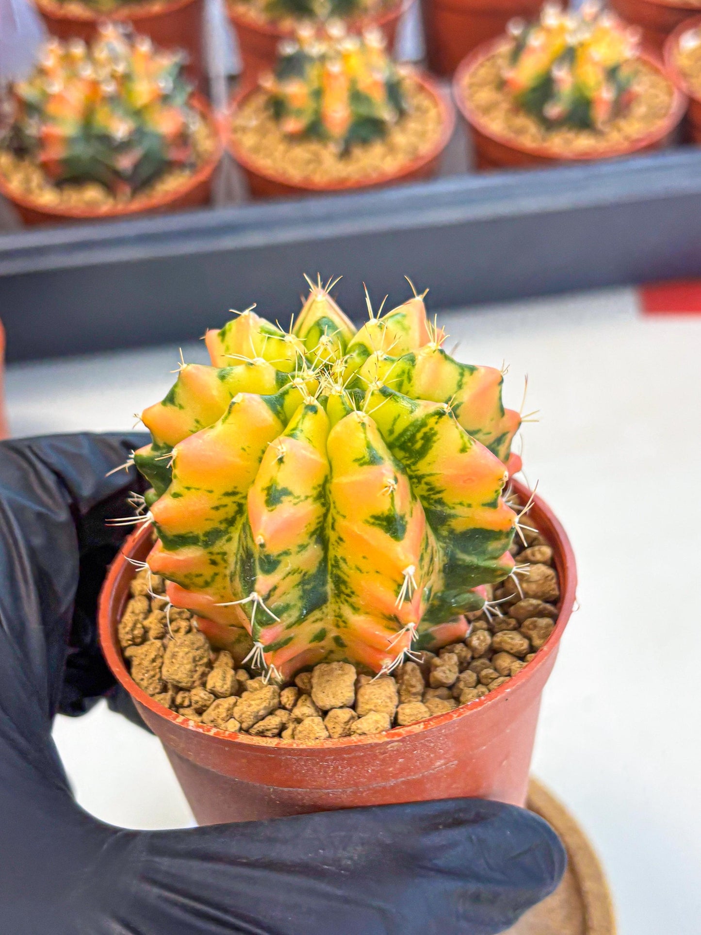 Gymnocalycium Starlight (gy7) (r1) | Rare Hybrid cactus