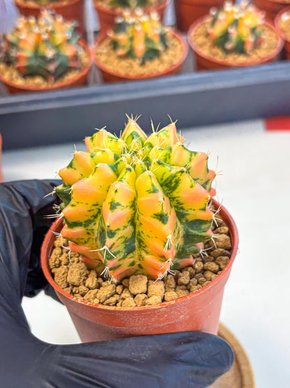 Gymnocalycium Starlight (gy7) (r1) | Rare Hybrid cactus