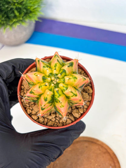 Gymnocalycium Starlight (gy7) (r1) | Rare Hybrid cactus