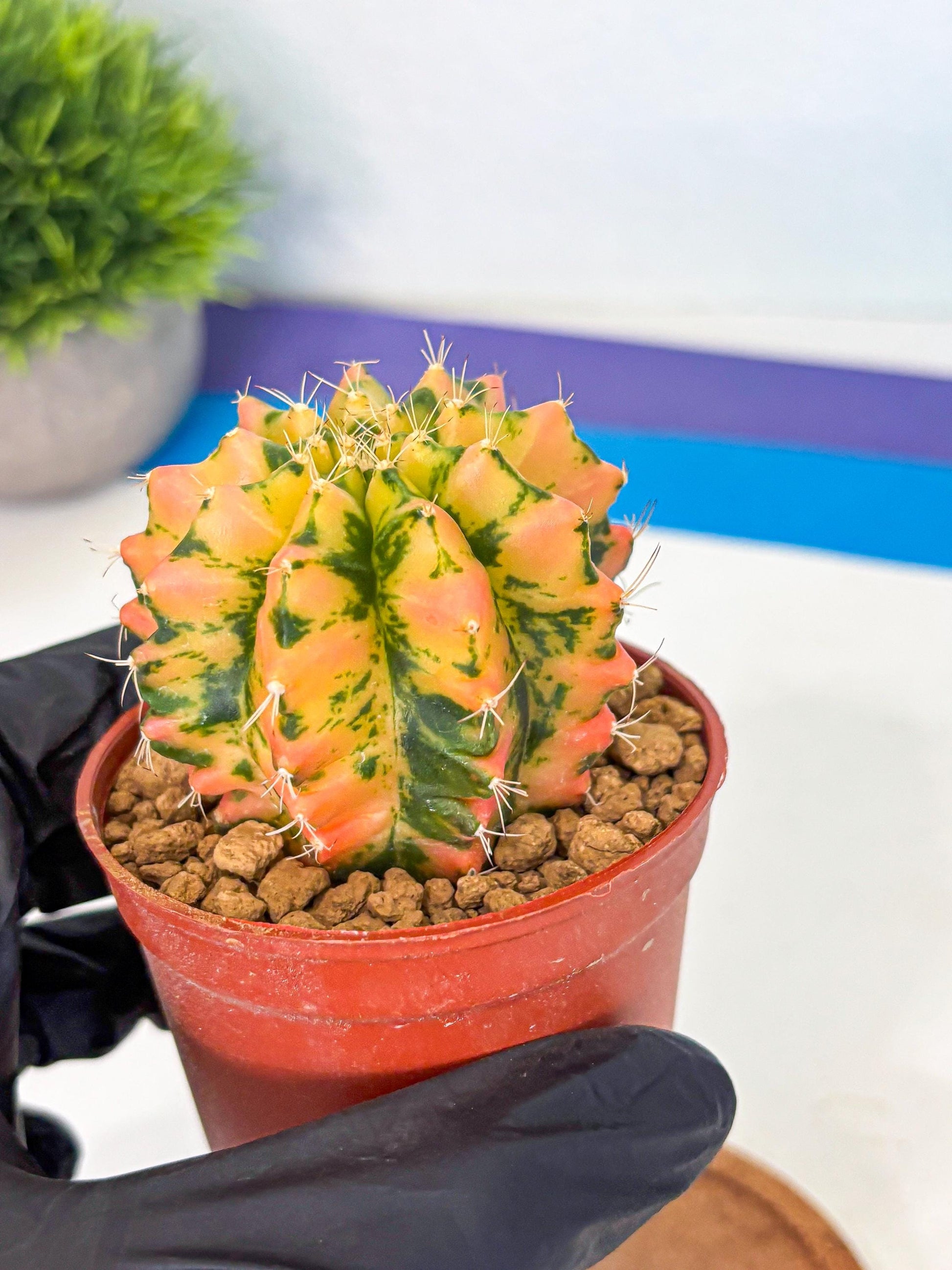 Gymnocalycium Starlight (gy7) (r1) | Rare Hybrid cactus