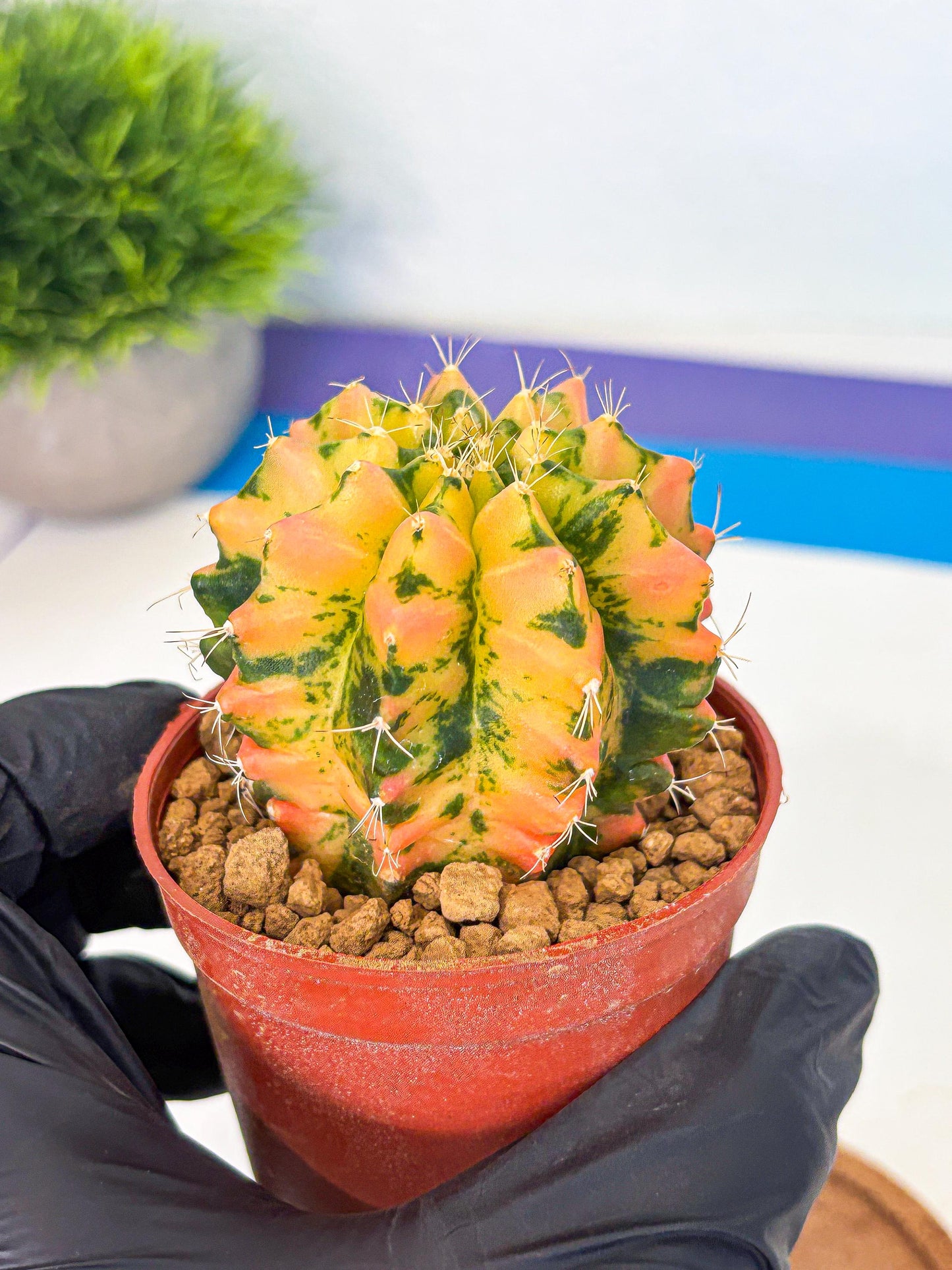Gymnocalycium Starlight (gy7) (r1) | Rare Hybrid cactus