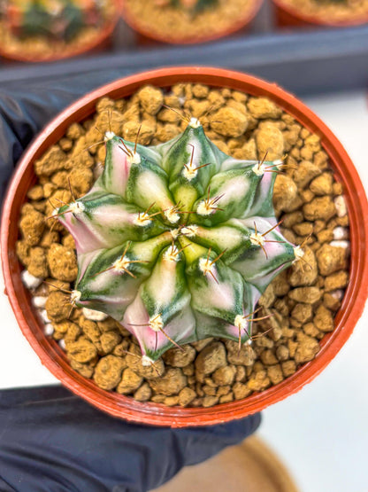 Gymnocalycium Pink DIamond (gy7) (r3) | Rare Hybrid cactus