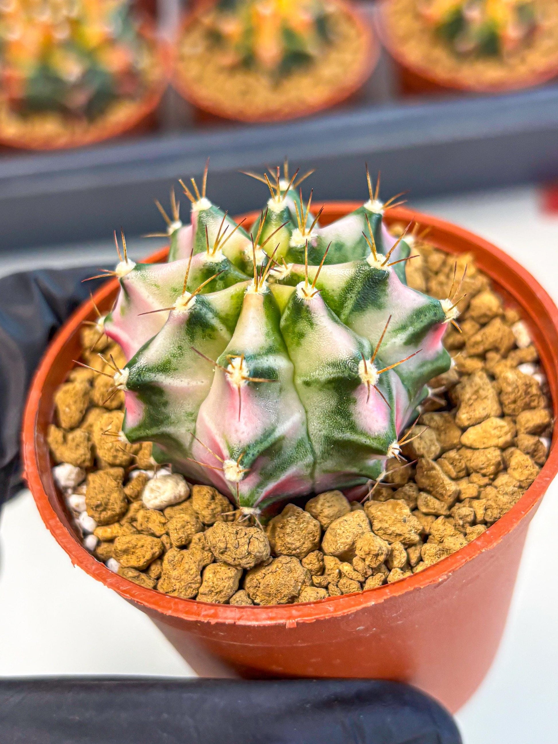 Gymnocalycium Pink DIamond (gy7) (r3) | Rare Hybrid cactus