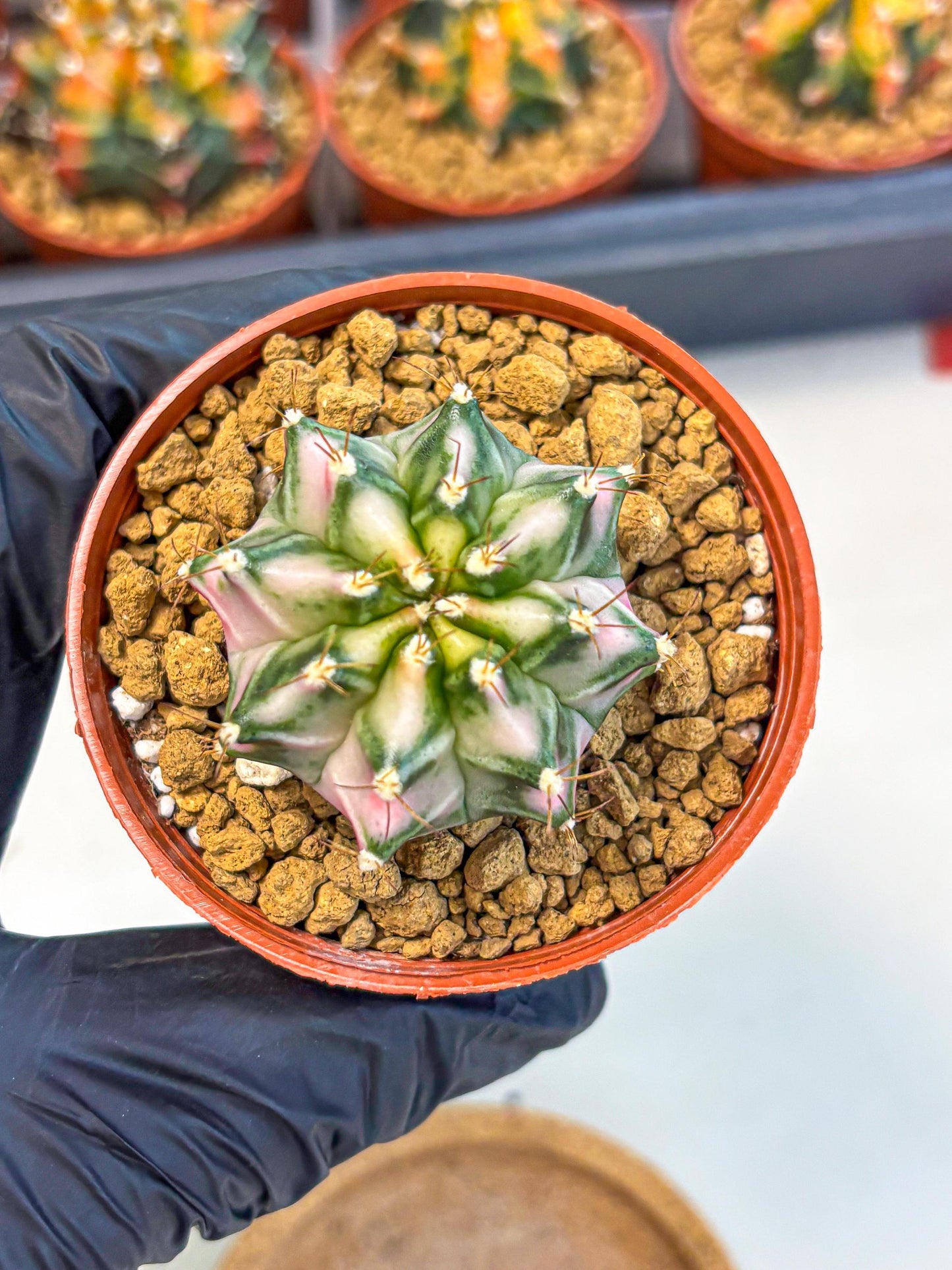 Gymnocalycium Pink DIamond (gy7) (r3) | Rare Hybrid cactus