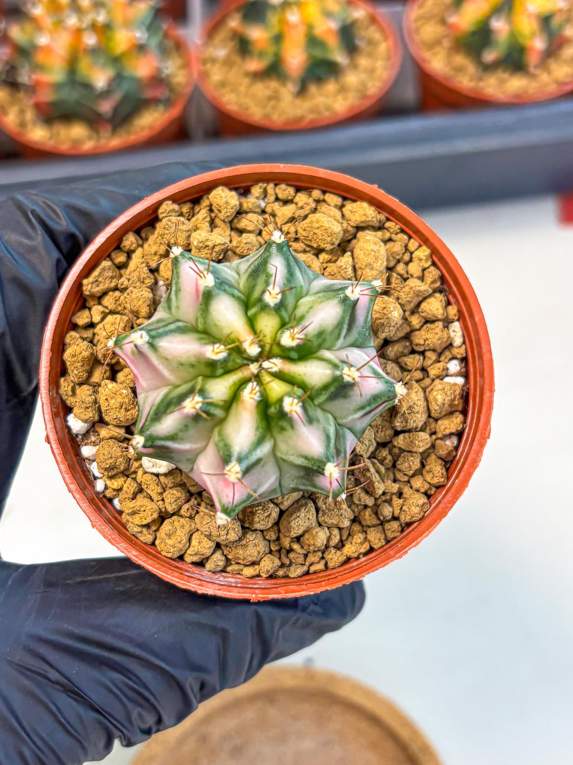 Gymnocalycium Pink DIamond (gy7) (r3) | Rare Hybrid cactus