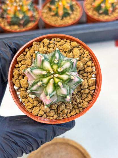 Gymnocalycium Pink DIamond (gy7) (r3) | Rare Hybrid cactus