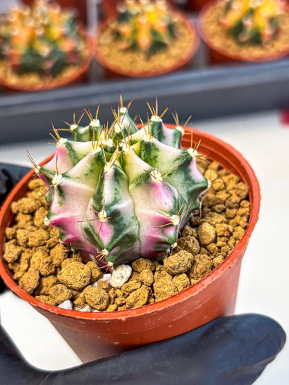 Gymnocalycium Pink DIamond (gy7) (r3) | Rare Hybrid cactus