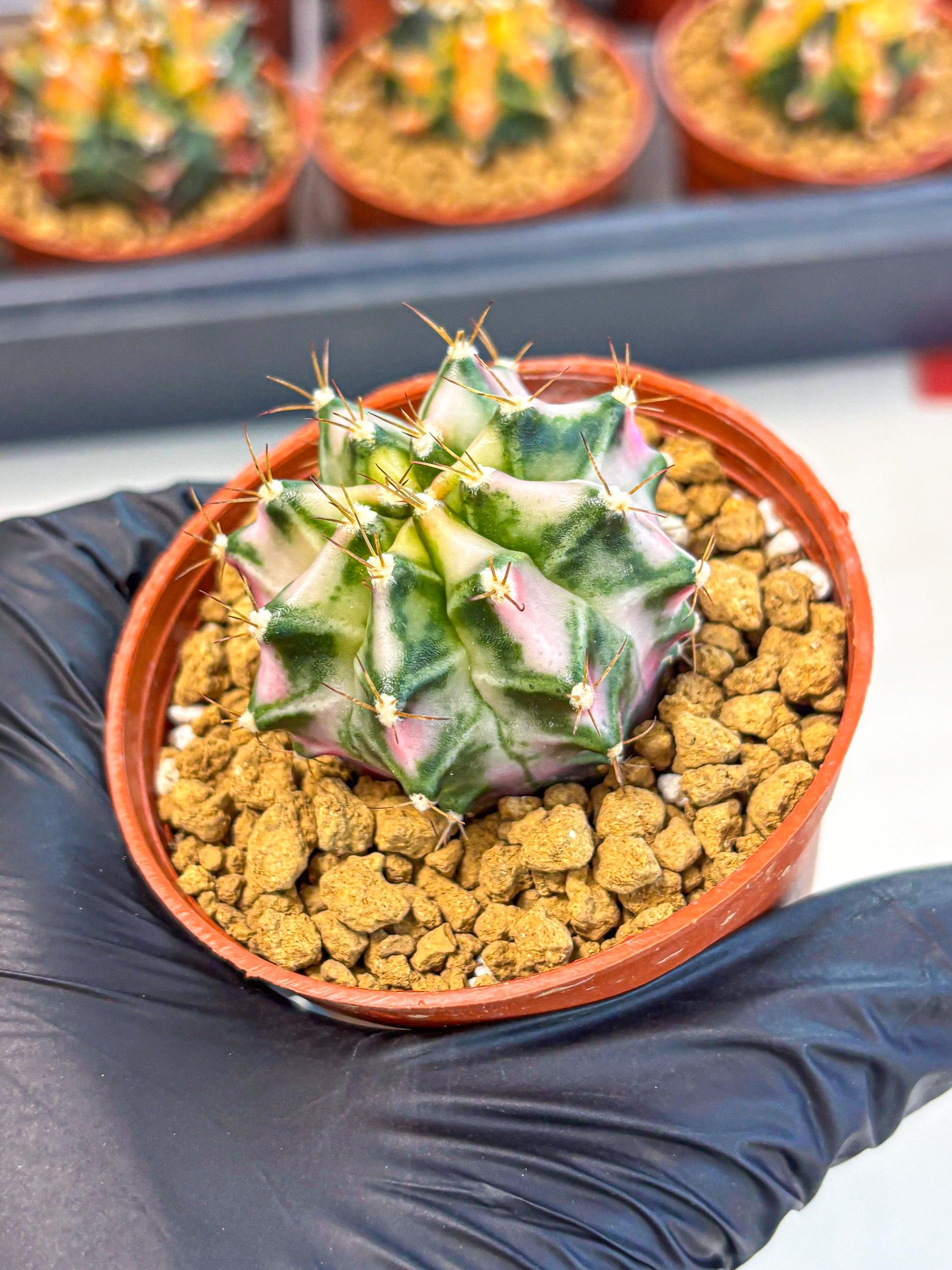 Gymnocalycium Pink DIamond (gy7) (r3) | Rare Hybrid cactus