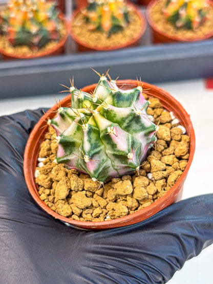 Gymnocalycium Pink DIamond (gy7) (r3) | Rare Hybrid cactus