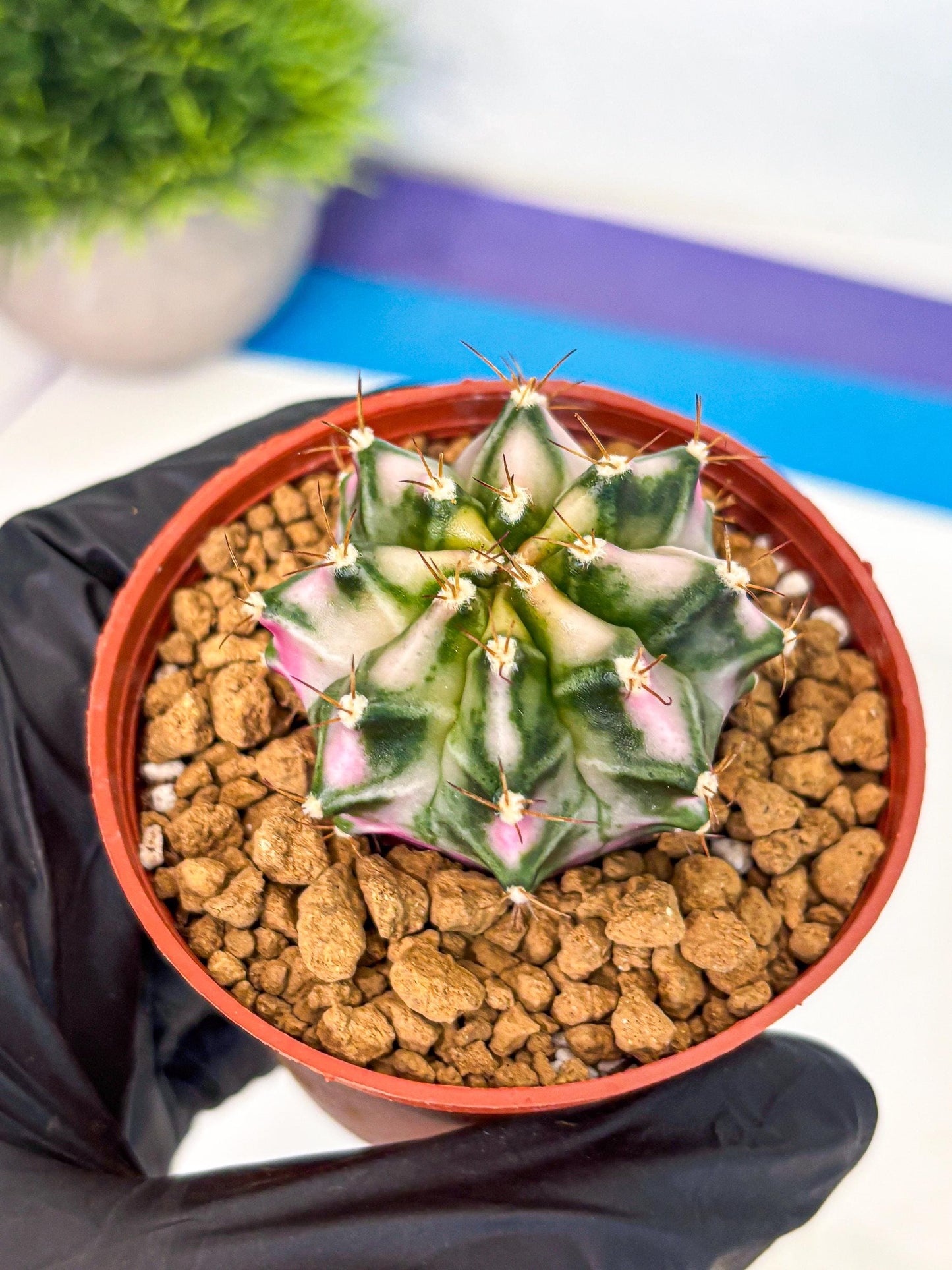Gymnocalycium Pink DIamond (gy7) (r3) | Rare Hybrid cactus