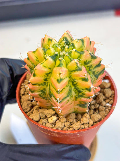 Gymnocalycium Starlight (gy7) (r2) | Rare Hybrid cactus
